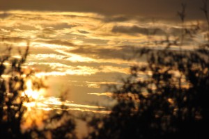 Sun Behind Cedars by the lovely Sarah McKenzie